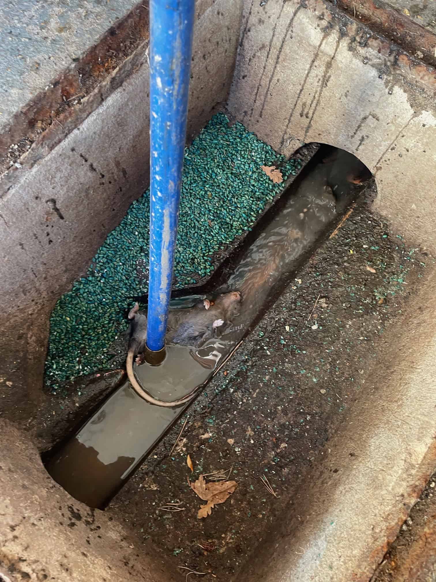 Drainage repair with rodent-proofing measures in progress.